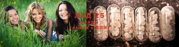 прущие грибы Верея
